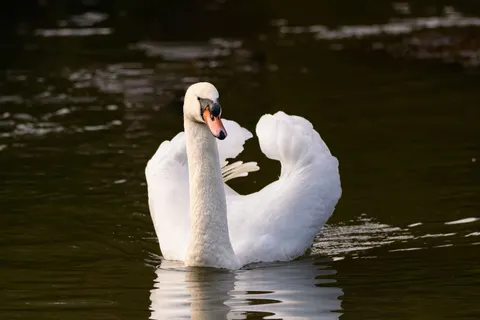 Elegant Swan 4K Wallpaper · birds · 3840×2560