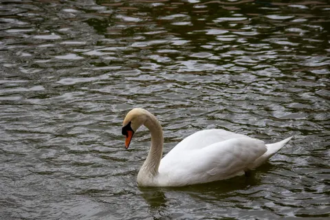 Elegant Swan 4K Wallpaper · birds · 3840×2560