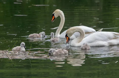 Elegant Swan 4K Wallpaper · birds · 3840×2523