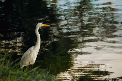 Elegant Swan 4K Wallpaper · birds · 3840×2560