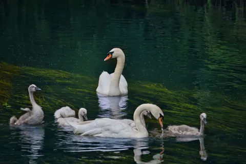 Elegant Swan 4K Wallpaper · birds · 3840×2560