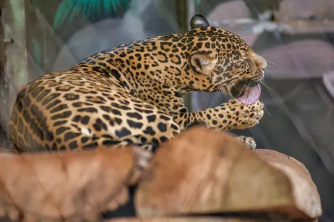 خلفية نمر مرقط بدقة 4K · animals · 3840×2563