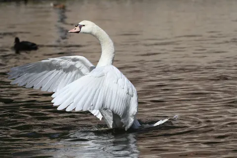 Elegant Swan 4K Wallpaper · birds · 3840×2560