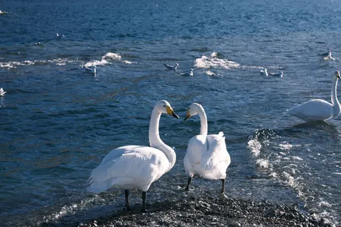 Elegant Swan 4K Wallpaper · birds · 3840×2560