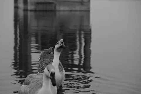 Papel de parede Cisne elegante 4K · birds · 3840×2560