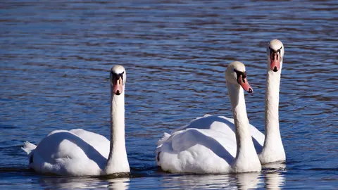 Elegant Swan 4K Wallpaper · birds · 3840×2160