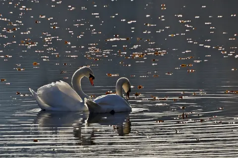 Elegant Swan 4K Wallpaper · birds · 3840×2560