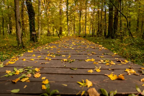 Herfstig bospad 4K-achtergrond · autumn · 3840×2560