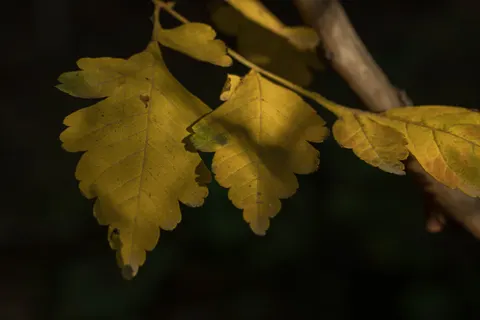 Autumn Forest Path 4K Wallpaper · autumn · 3840×2560
