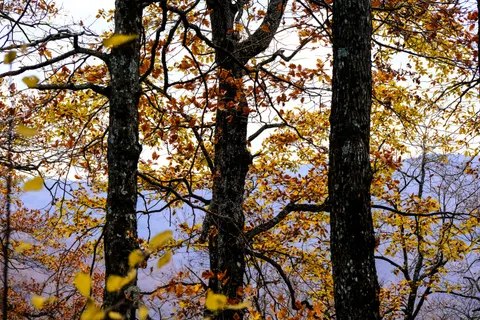 Autumn Forest Path 4K Wallpaper · autumn · 3840×2560
