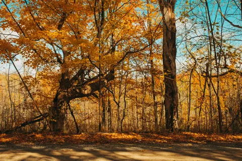 Autumn Forest Path 4K Wallpaper · autumn · 3840×2560