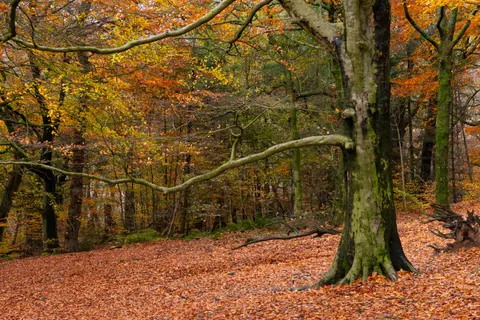 Autumn Forest Path 4K Wallpaper · autumn · 3840×2560
