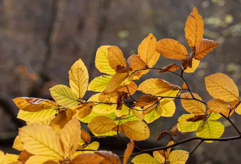 Autumn Forest Path 4K Wallpaper · autumn · 3840×2619