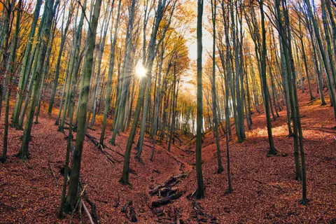 Autumn Forest Path 4K Wallpaper · autumn · 3840×2563