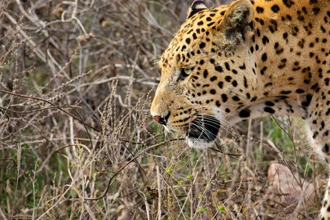 خلفية نمر مرقط بدقة 4K · animals · 3840×2560
