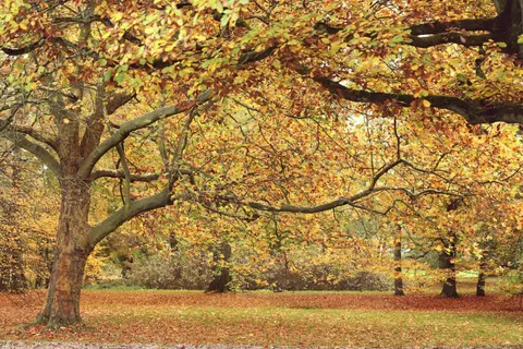 خلفية درب الغابة الخريفي بدقة 4K · autumn · 3840×2560