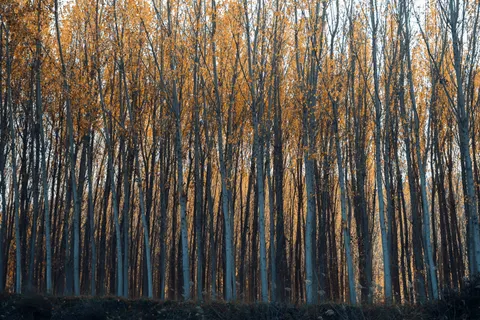 Autumn Forest Path 4K Wallpaper · autumn · 3840×2560