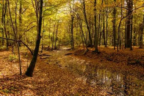 Autumn Forest Path 4K Wallpaper · autumn · 3840×2560