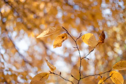 पतझड़ का वन पथ 4K वॉलपेपर · autumn · 3840×2553