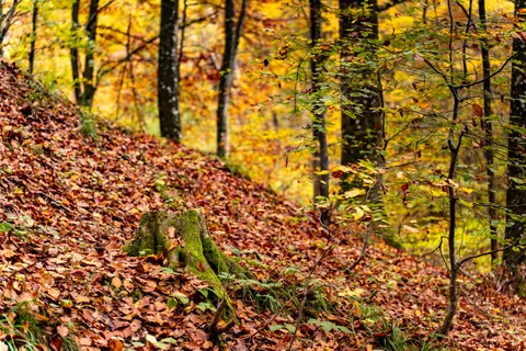 Autumn Forest Path 4K Wallpaper · autumn · 3840×2561
