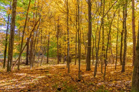 Autumn Forest Path 4K Wallpaper · autumn · 3840×2561