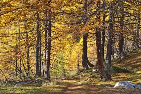 Autumn Forest Path 4K Wallpaper · autumn · 3840×2560