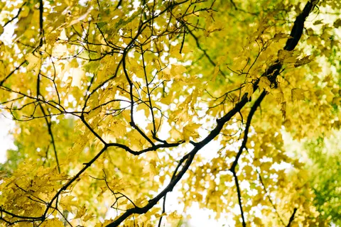 Autumn Forest Path 4K Wallpaper · autumn · 3840×2560