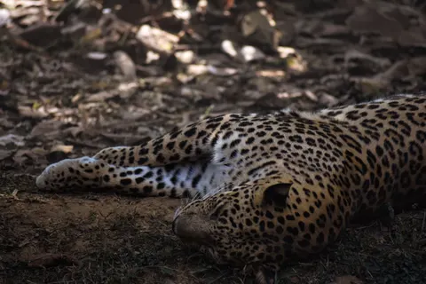 خلفية نمر مرقط بدقة 4K · animals · 3840×2560