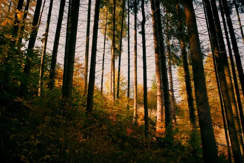 Autumn Forest Path 4K Wallpaper · autumn · 3840×2560