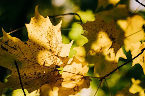 Autumn Forest Path 4K Wallpaper · autumn · 3840×2560