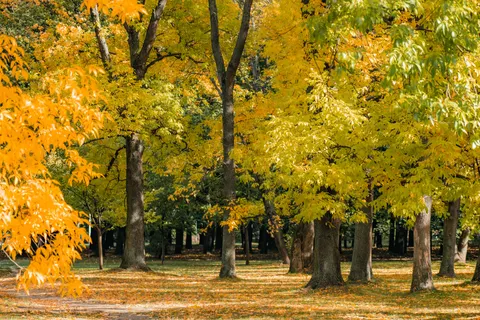 Autumn Forest Path 4K Wallpaper · autumn · 3840×2563