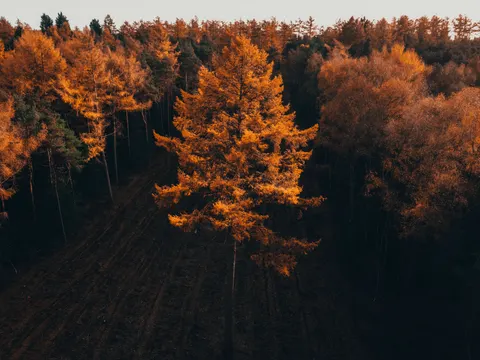 Autumn Forest Path 4K Wallpaper · autumn · 3840×2880