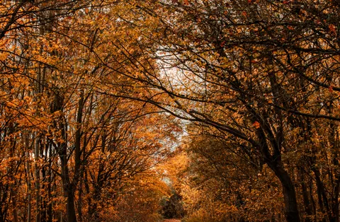 Autumn Forest Path 4K Wallpaper · autumn · 3840×2517