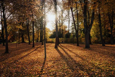 Autumn Forest Path 4K Wallpaper · autumn · 3840×2560