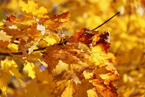 秋林小径 4K壁纸 · autumn · 3840×2560