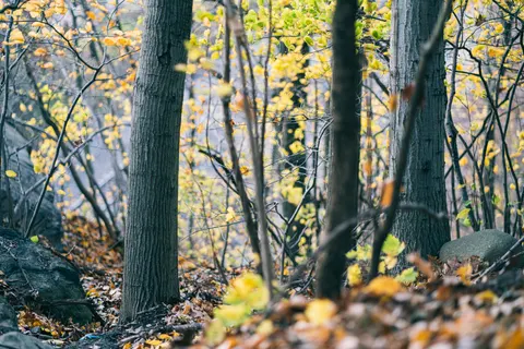 Autumn Forest Path 4K Wallpaper · autumn · 3840×2561