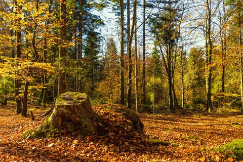 Autumn Forest Path 4K Wallpaper · autumn · 3840×2560