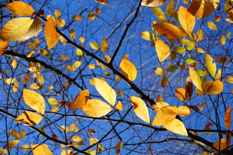 Autumn Forest Path 4K Wallpaper · autumn · 3840×2560