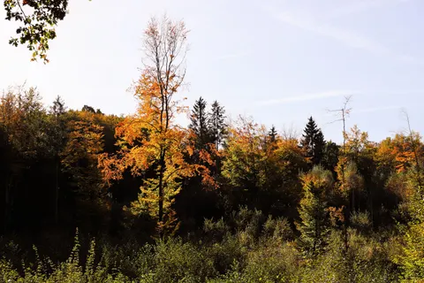 Autumn Forest Path 4K Wallpaper · autumn · 3840×2560