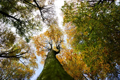 Autumn Forest Path 4K Wallpaper · autumn · 3840×2560