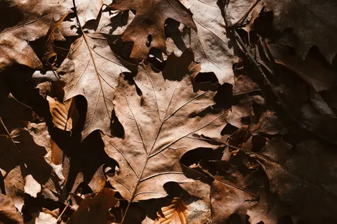 Autumn Forest Path 4K Wallpaper · autumn · 3840×2560