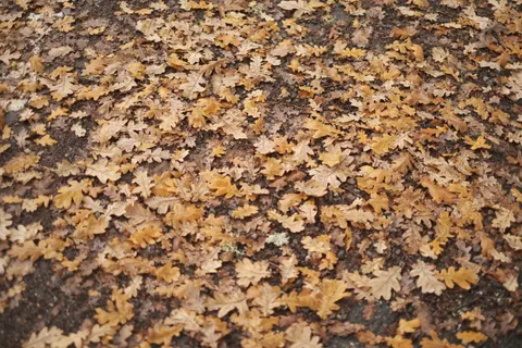 Autumn Forest Path 4K Wallpaper · autumn · 3840×2560