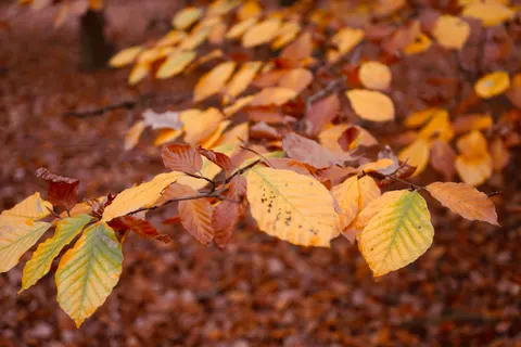 Autumn Forest Path 4K Wallpaper · autumn · 3840×2560