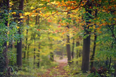Autumn Forest Path 4K Wallpaper · autumn · 3840×2560
