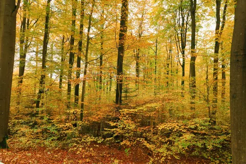 Autumn Forest Path 4K Wallpaper · autumn · 3840×2560