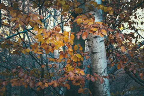 Autumn Forest Path 4K Wallpaper · autumn · 3840×2560
