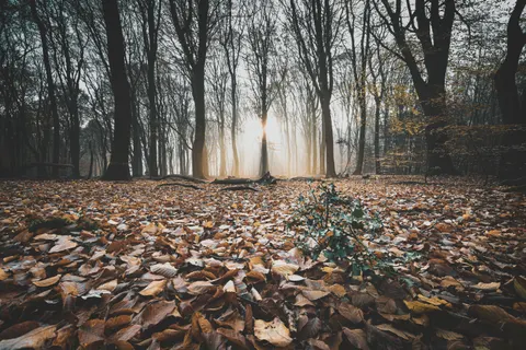 Autumn Forest Path 4K Wallpaper · autumn · 3840×2560