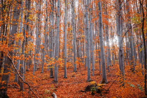 Autumn Forest Path 4K Wallpaper · autumn · 3840×2560