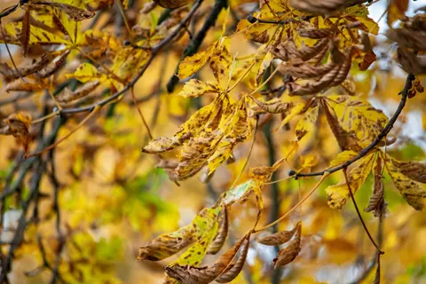 Autumn Forest Path 4K Wallpaper · autumn · 3840×2563