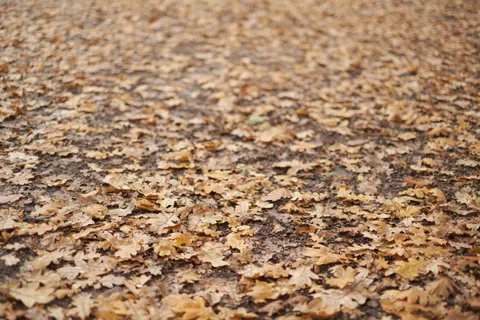 Autumn Forest Path 4K Wallpaper · autumn · 3840×2560